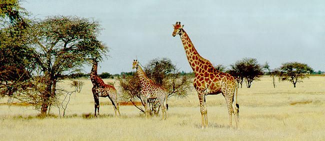 Giraffes on the highveld