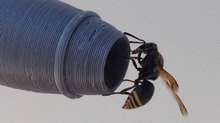 Pitot Blocking Wasps Disrupt Australian Flight Ops