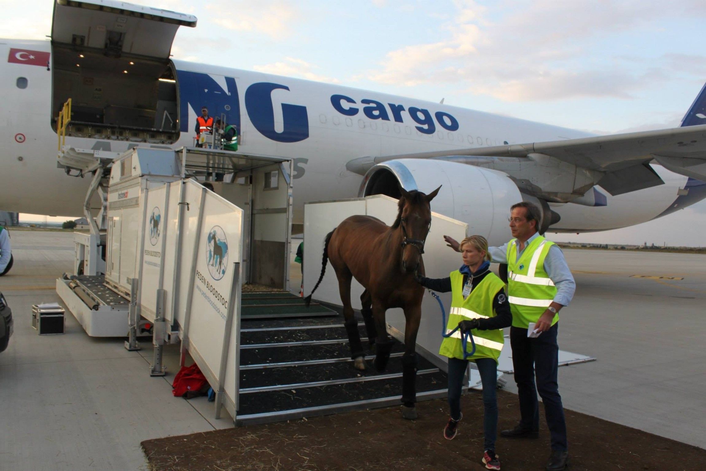 Vlucht paardentransport New York-België eindigt tragisch
